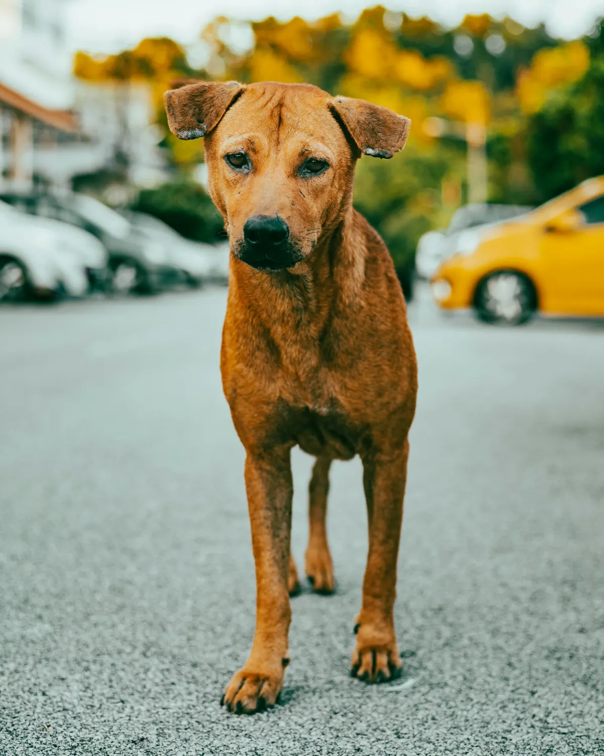 Cão de pelagem castanha em uma rua — fotografia ilustrativa